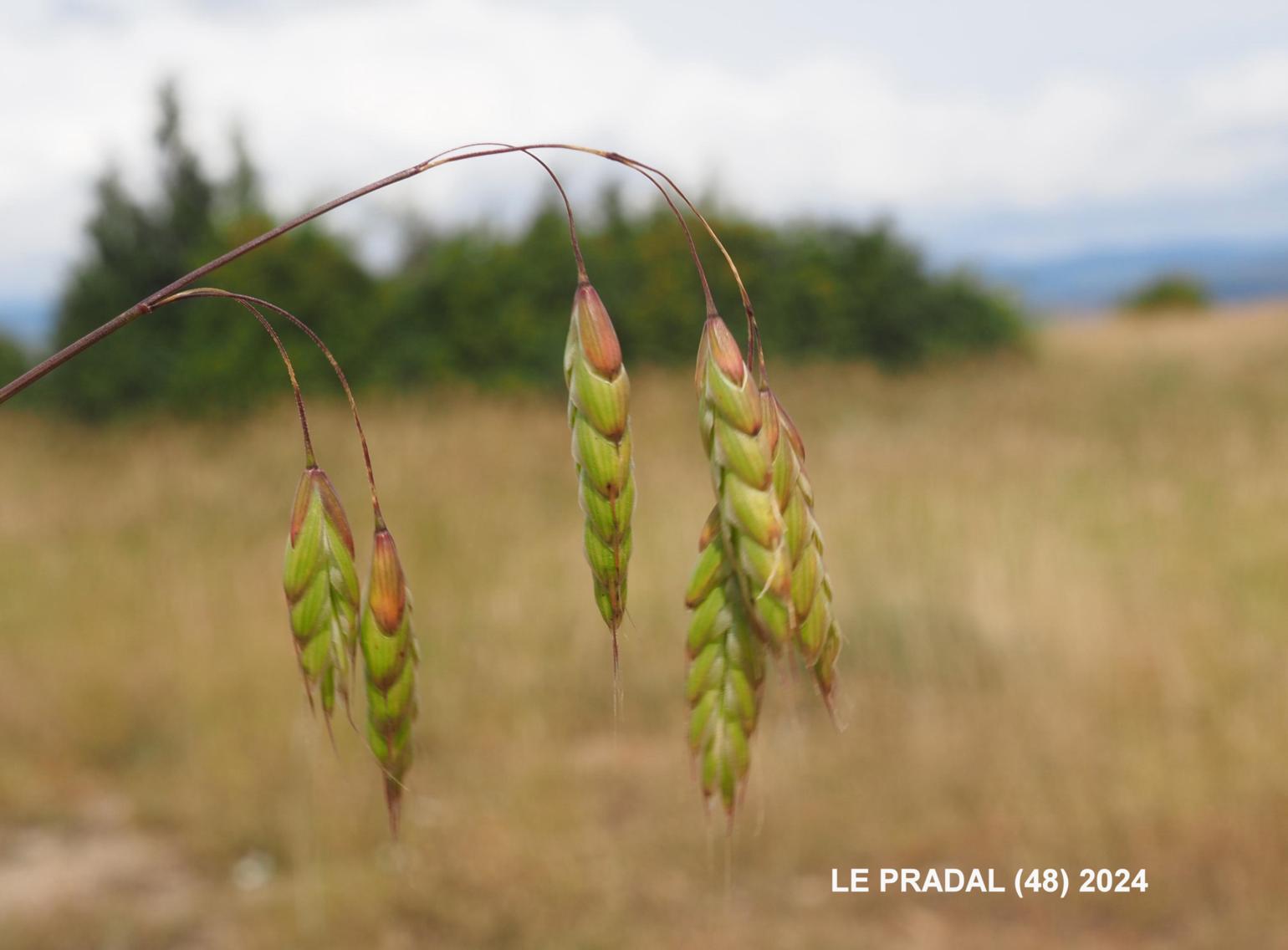 Brome, Corn